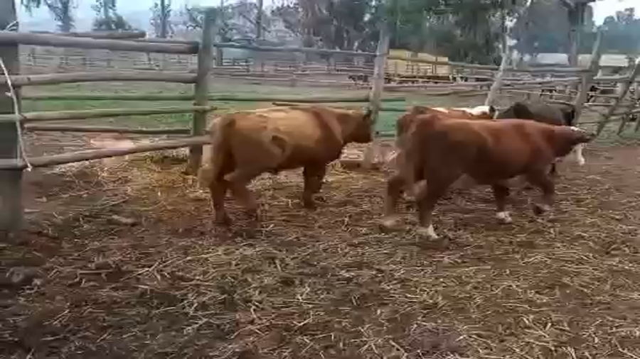 Lote 50 Ternero en Puchuncaví, V  Región Valparaíso