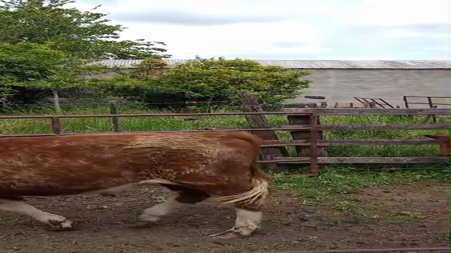 Lote 24 Terneros/as en Chivilcoy