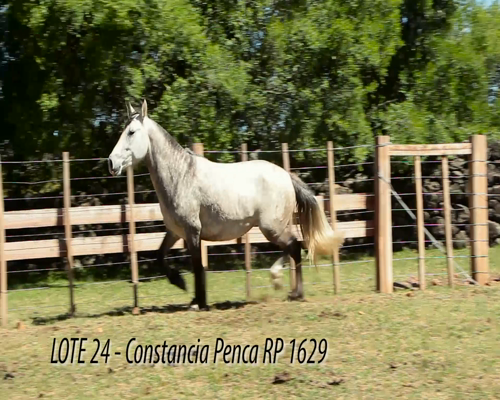 Lote CONSTANCIA PENCA 1629