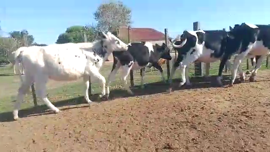 Lote 7 Terneras Holando a remate en Pantalla Camy en Puntos de Gregorio