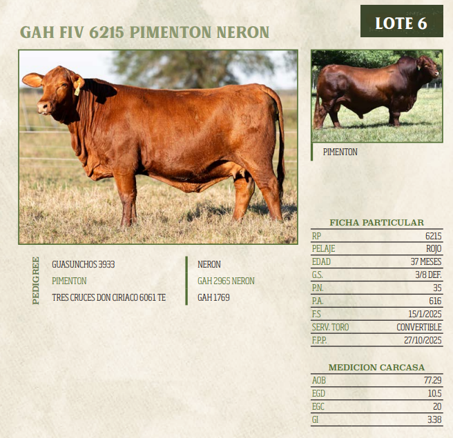 Lote LOTE 6