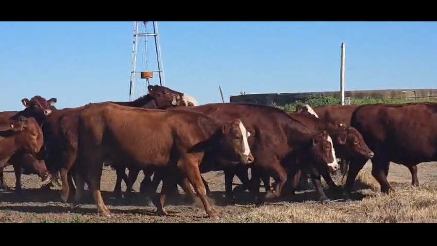 Lote 104 Vacas Britanicas nuevas Preñadas en Col. Prosperidad, Córdoba