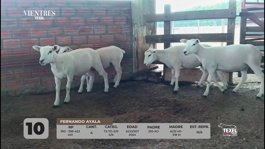 Lote LOTE 10