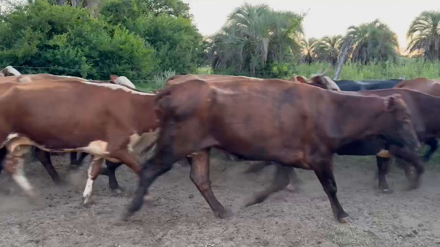 Lote 54 Vacas de invernar en Corrientes, Yataití Calle
