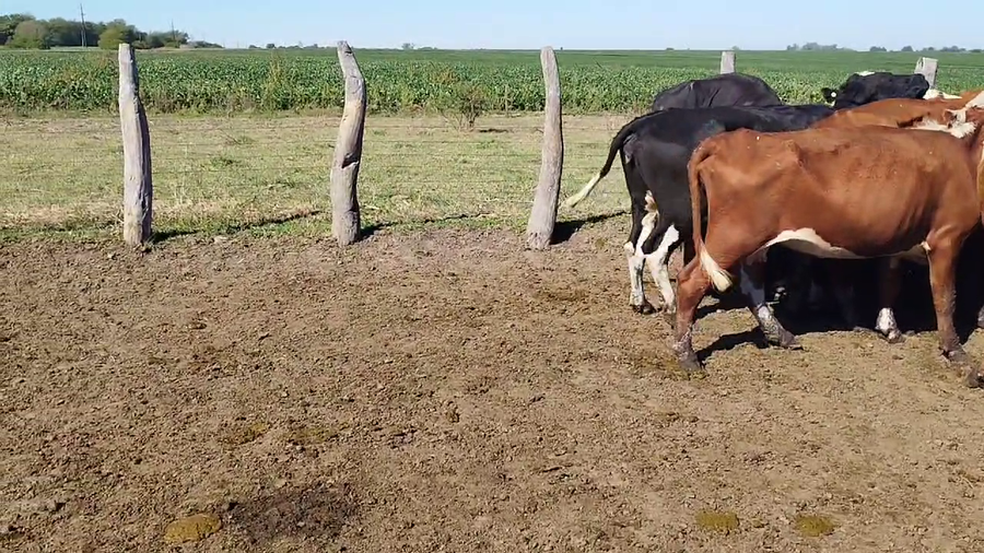 Lote 23 Vacas de invernar en Maciá, Entre Ríos