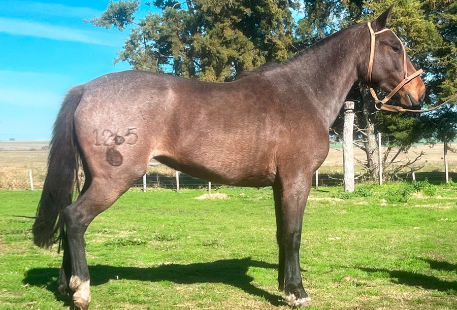 Lote FATIMA RUMBEADORA