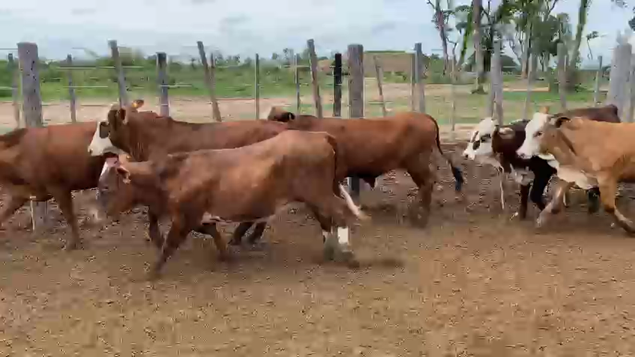 Lote 75 Vaquillonas en Palo Santo, Formosa