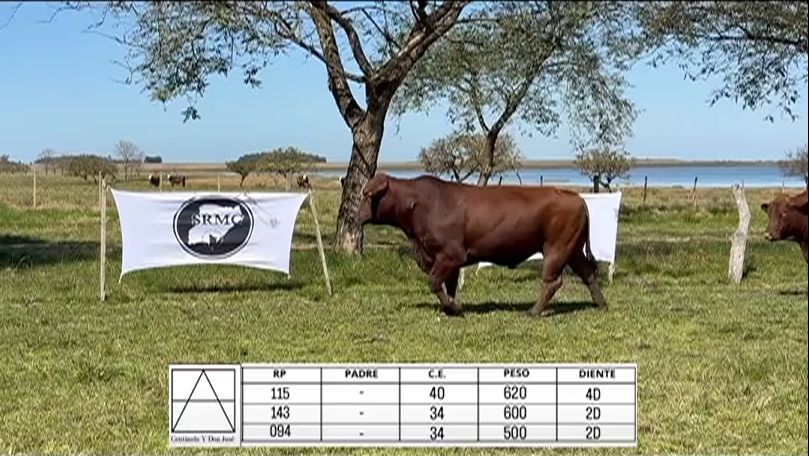 Lote TOROS BRANGUS "A. OCANTO"