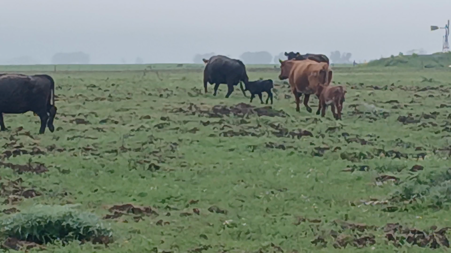 Lote 64 CUT con cría  en Buenos Aires, Necochea