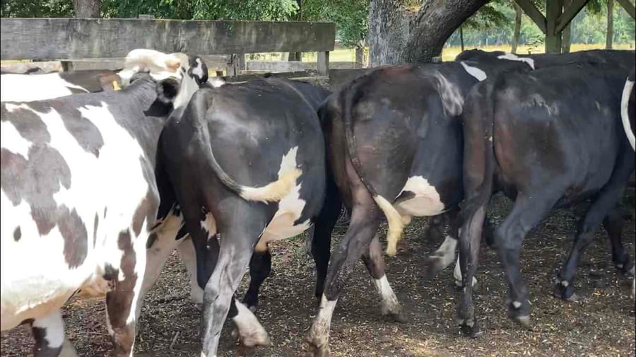 Lote 20 Novillo Gordo en XIV Región Los Ríos, Los Lagos