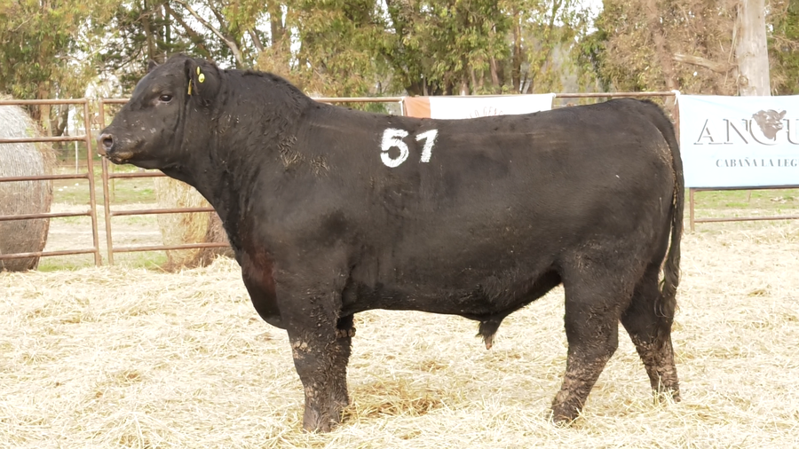 Lote TOROS ANGUS NEGROS  PC