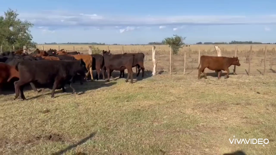 Lote 40 Vaquillonas en Gral. Paz, Buenos Aires