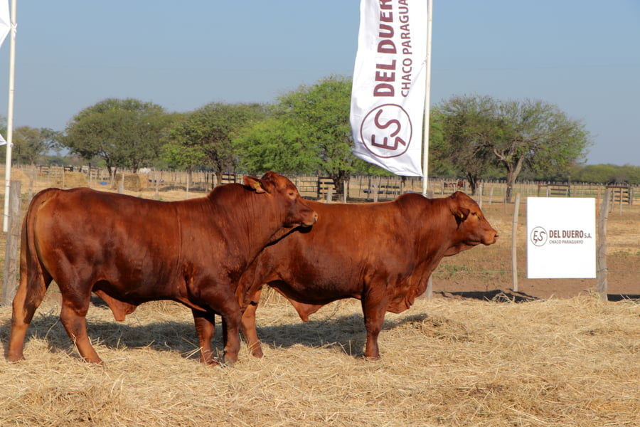 Lote TOROS