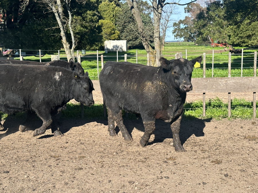 Lote TOROS PUROSCONTROLADOS SANTA MARTA