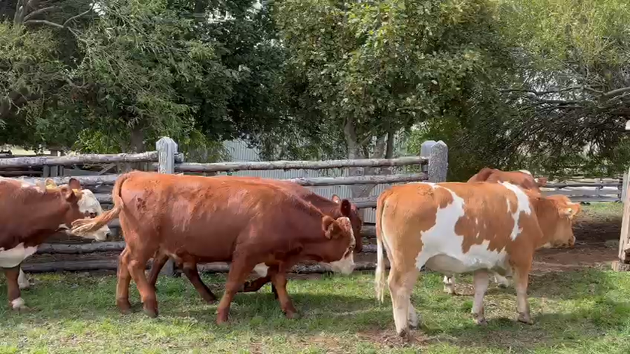 Lote 42 Novillo Engorda en XI Región Aysén, Coyhaique