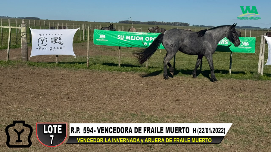 Lote VENCEDORA DE FRAILE MUERTO