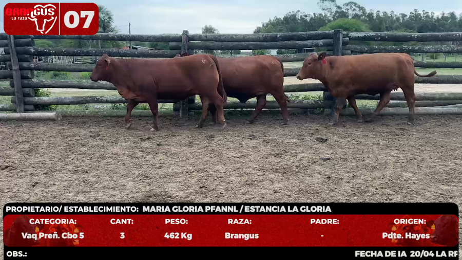 Lote LOTE 7 - EN VIVO