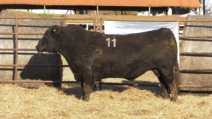 Lote TOROS ANGUS NEGROS  PC