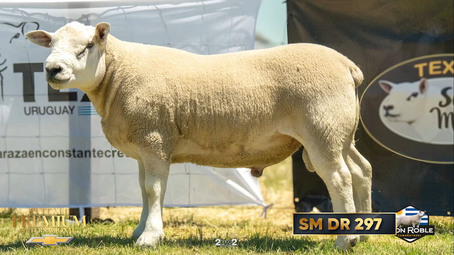 Lote PAQUETE DE 12 SERVICIOS (INSEMINACIÓN)