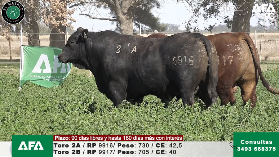 Lote """EL MATACO"" Toros"