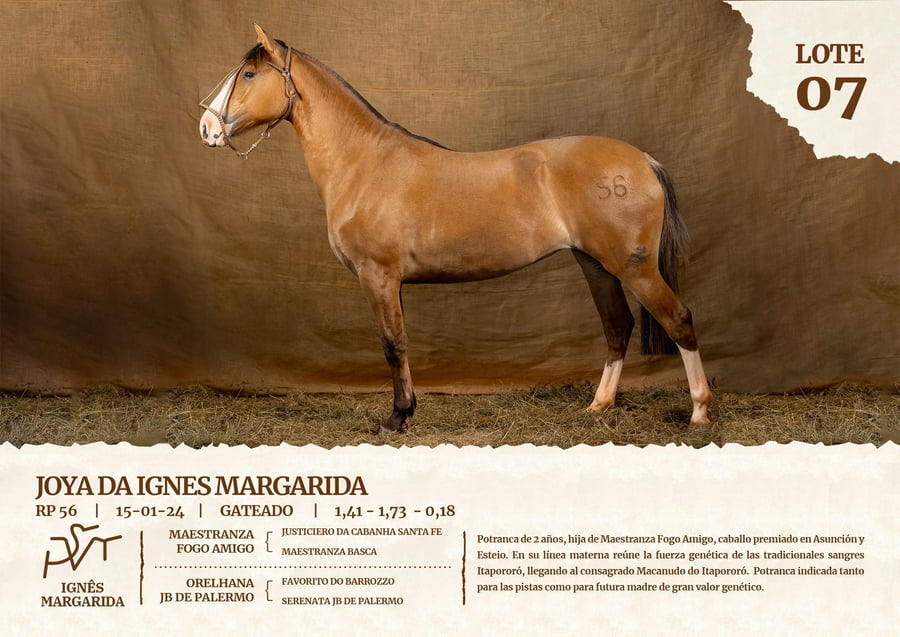 Lote JOYA DA IGNES MARGARIDA