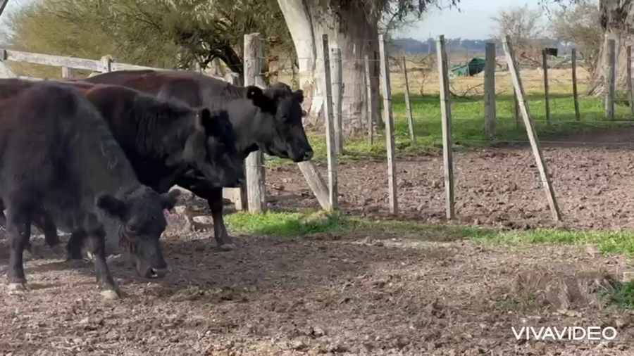 Lote 40 Vacas C/ gtia de preñez
