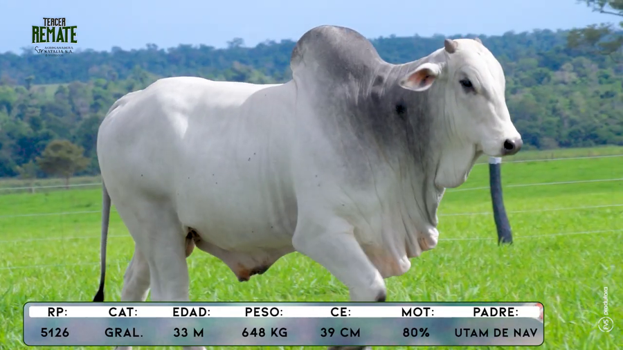 Lote Toros a remate en Tercer Remate Agroganadera Natalia, Concepción