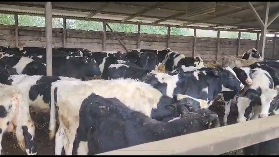 Lote 75 Ternero en Los Lagos, XIV Región Los Ríos