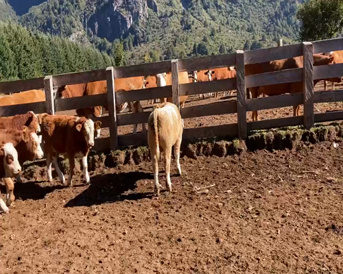 Lote 25 Ternero en Aysén, XI Región Aysén