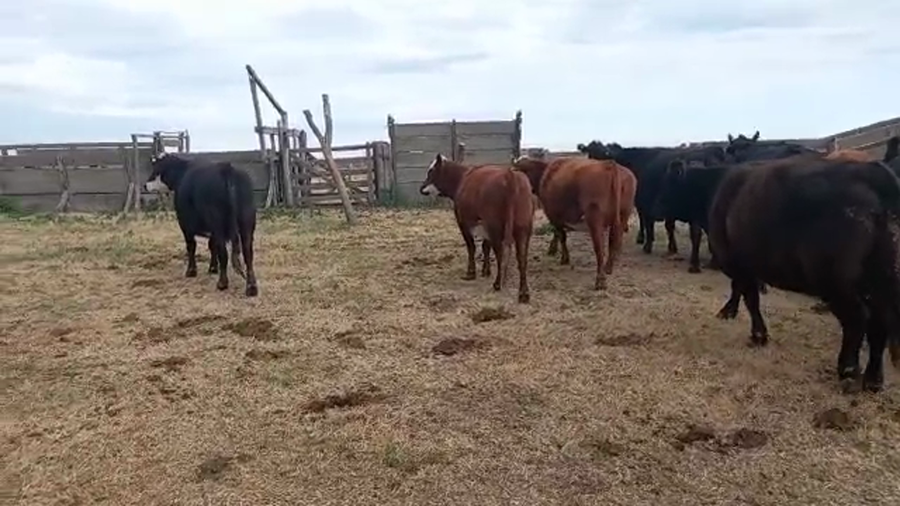Lote 39 Vacas nuevas C/ gtia de preñez en 9 de Julio, Buenos Aires