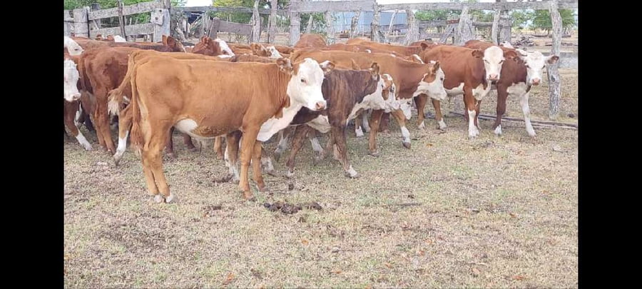 Lote 30 Terneros en Villaguay, Entre Ríos