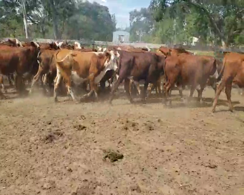 Lote 62 Novillos en Itatí, Corrientes