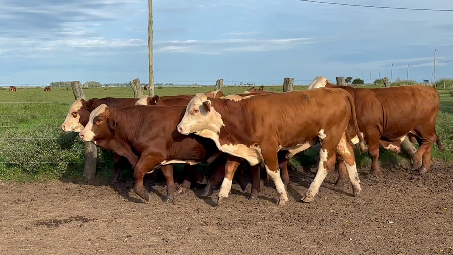 Lote 33 MEJ / Macho Entero Joven en Corrientes, Mercedes