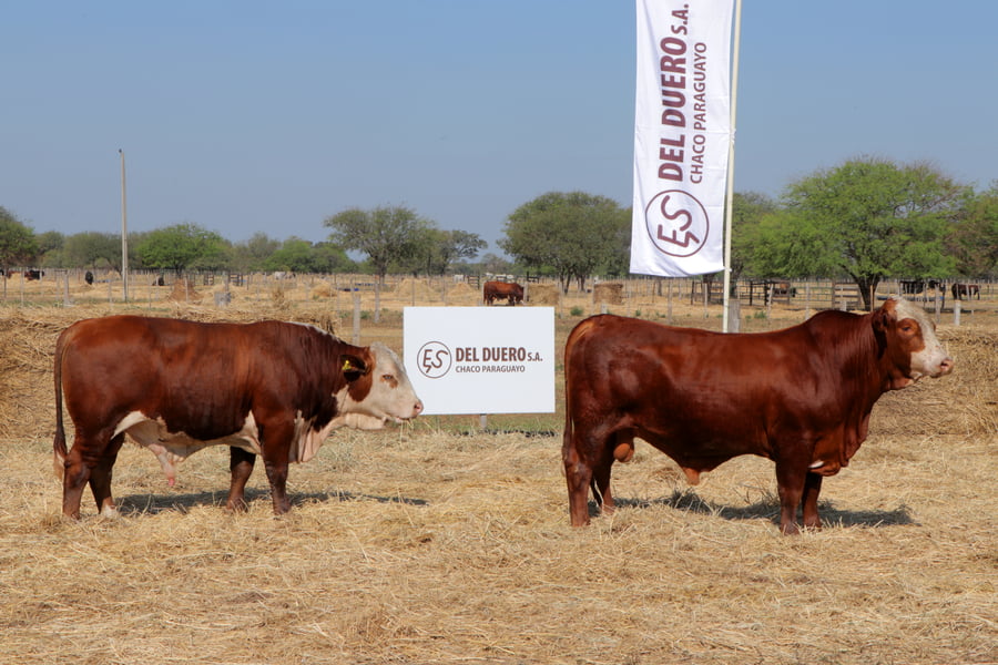 Lote TOROS