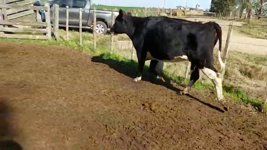 Lote Vaquillonas 1 a 2 años HOLANDO a remate en PANTALLA CAMY 460kg - , San José