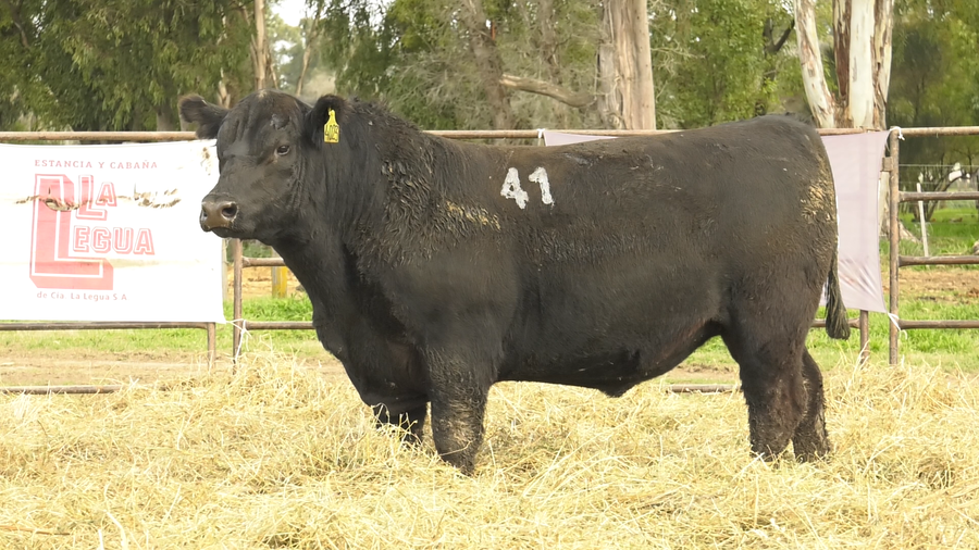 Lote TOROS ANGUS NEGROS  PC