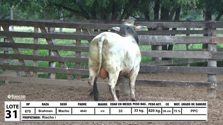 Lote Lote 31