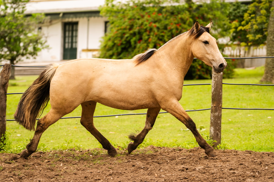 Lote CHARQUE INTERPRETE