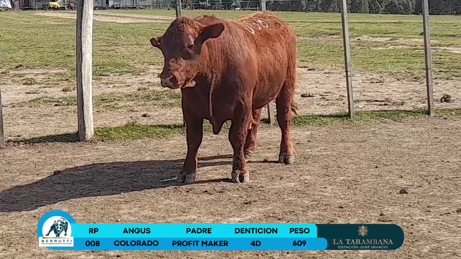 Lote Toros Angus a remate en Los Clase A 609kg - , Rocha