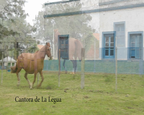 Lote CANTORA DE LA LEGUA