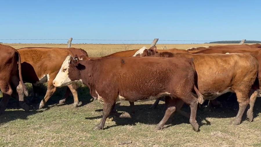 Lote 46 Vientres con Crías y Preñados en Corrientes, Mercedes