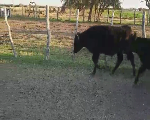 Lote 70 Terneros/as en Villaguay, Entre Ríos