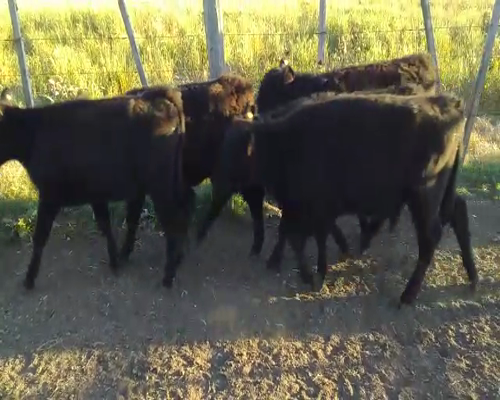 Lote 10 Terneras a remate en Feria por pantalla, San José