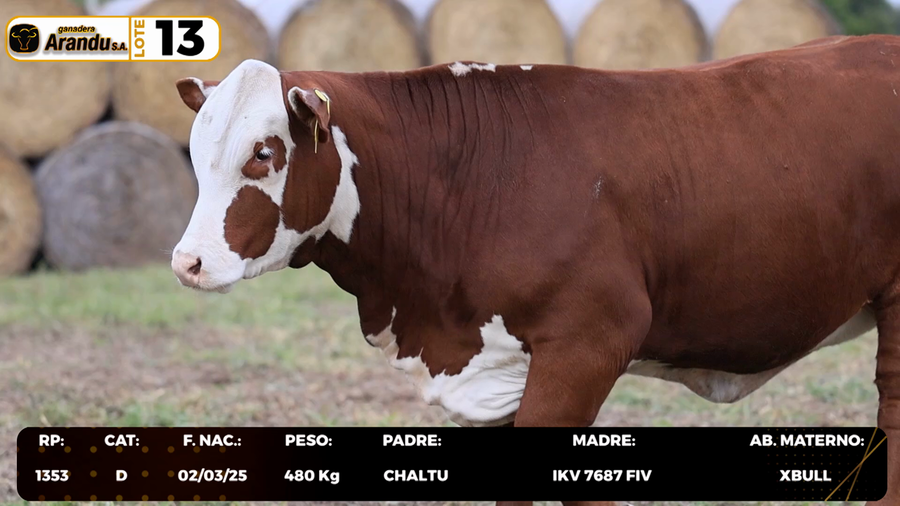 Lote LOTE 13