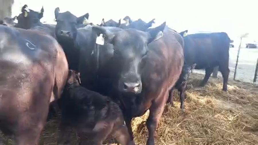 Lote "Corral 4 Vaq. AA PC ""Est. La Negra"""