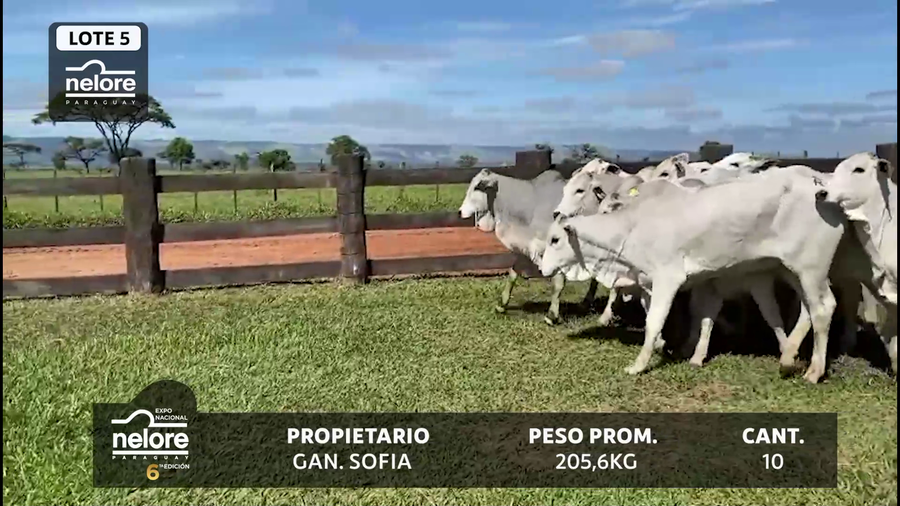 Lote LOTE 5