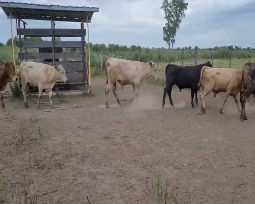 Lote 58 Novillitos en Baradero, Buenos Aires