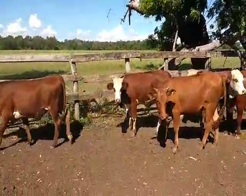 Lote 49 Vaquillonas en La Eduvigis, Chaco