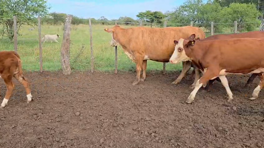 Lote 60 Vacas nuevas C/ cria en Corrientes, Curuzú-Cuatiá