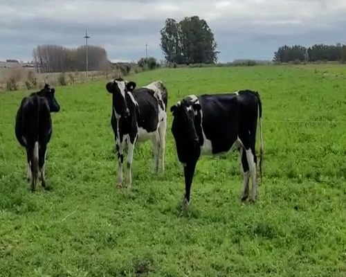 Lote (Vendido)3 Vaquillonas  en CAÑADA NIETO